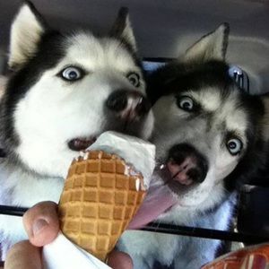 Meet your Posher, Mona